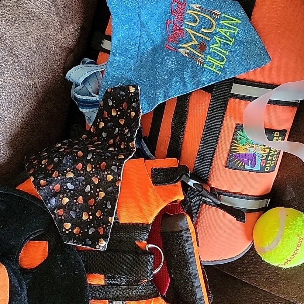 Semi Mystery Small Dog Bundle - Picture 4 of 7